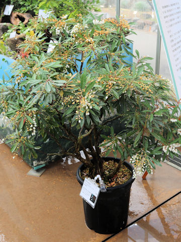 Pieris amamioshimensis