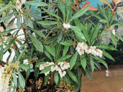 Pieris amamioshimensis