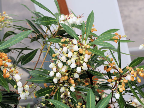 Pieris amamioshimensis