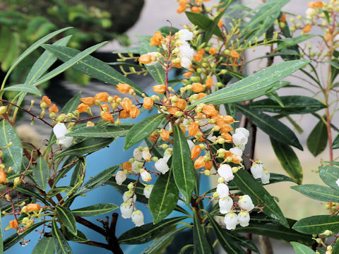 Pieris amamioshimensis
