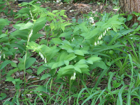 Polygonatum odoratum var. pluriflorum