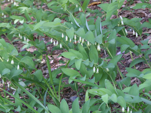 Polygonatum odoratum var. pluriflorum