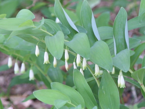 Polygonatum odoratum var. pluriflorum