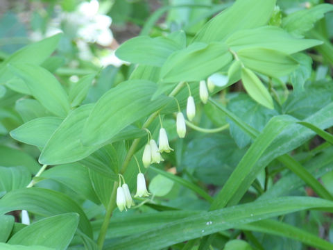 Polygonatum odoratum var. pluriflorum