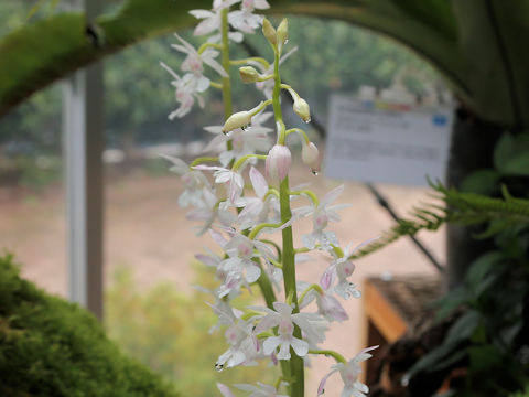 Calanthe amamiana