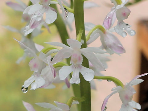 Calanthe amamiana