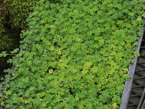 Oxalis amamiana