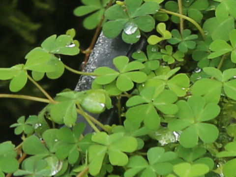 Oxalis amamiana