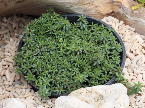 Portulaca okinawensis var. amamiensis
