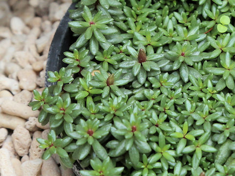 Portulaca okinawensis var. amamiensis