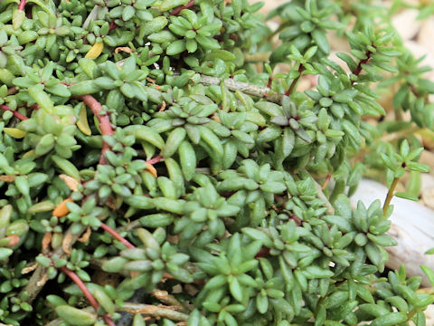 Portulaca okinawensis var. amamiensis