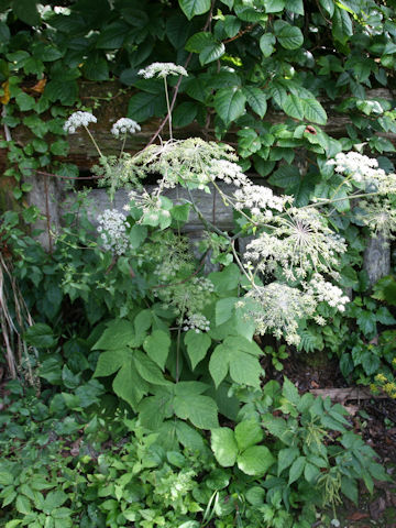 Angelica edulis