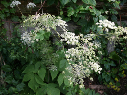 Angelica edulis