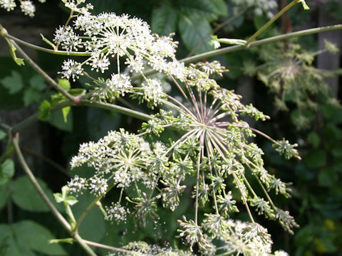 Angelica edulis