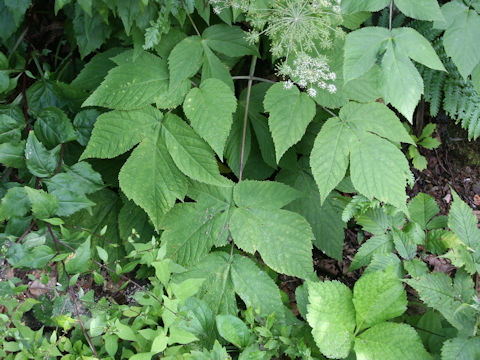 Angelica edulis