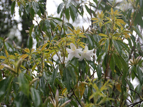 Rhododendron latoucheae var. amamiense