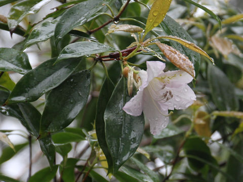 Rhododendron latoucheae var. amamiense