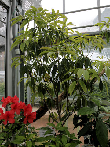 Rhododendron latoucheae var. amamiense