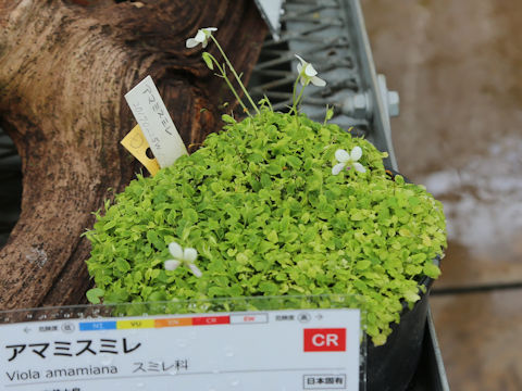 Viola amamiana