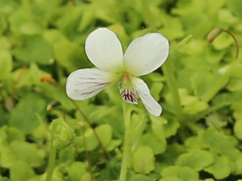 Viola amamiana