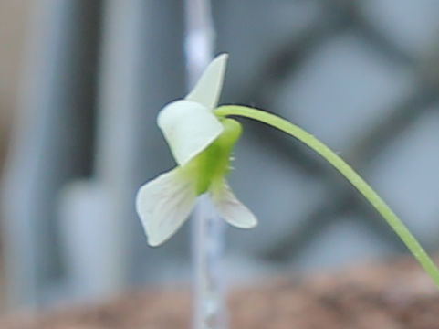 Viola amamiana
