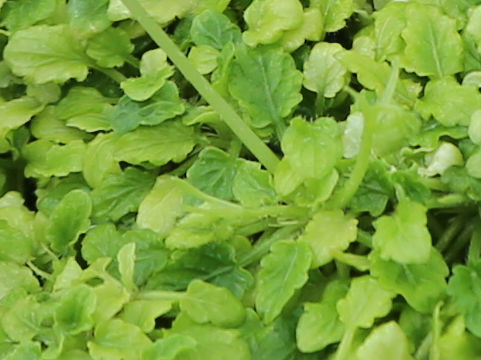 Viola amamiana