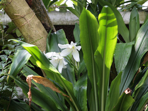 Eucharis grandiflora