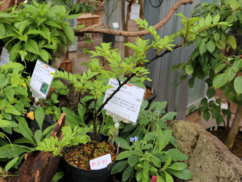 Zanthoxylum amamiense