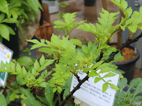 Zanthoxylum amamiense