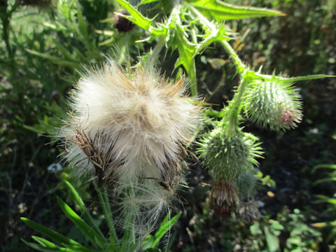 Cirsium vulgare