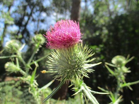 Cirsium vulgare