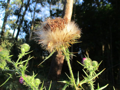 Cirsium vulgare