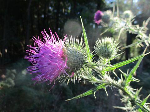 Cirsium vulgare