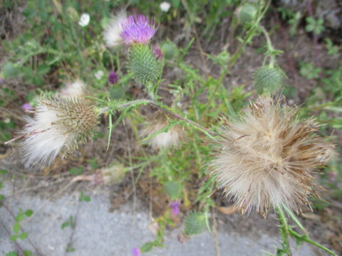 Cirsium vulgare