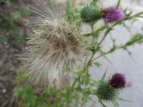 Cirsium vulgare