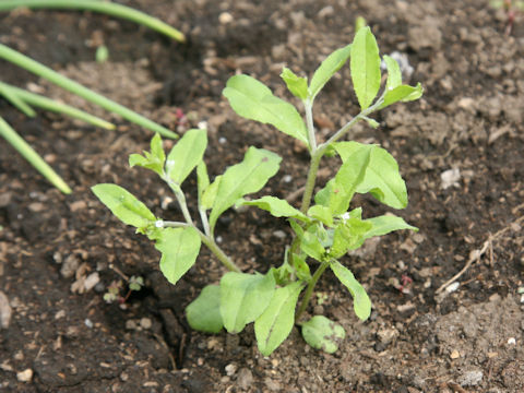 Lindernia dubia var. major