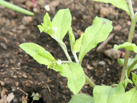 Lindernia dubia var. major