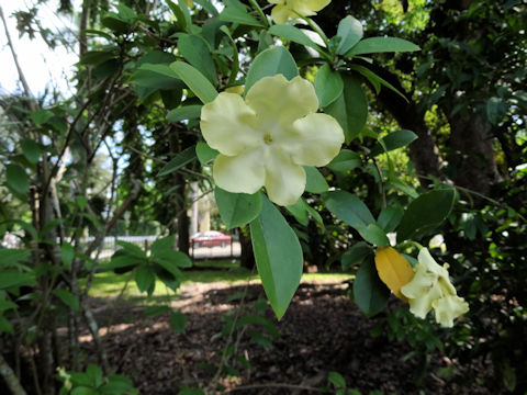 Brunfelsia americana