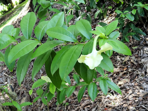 Brunfelsia americana