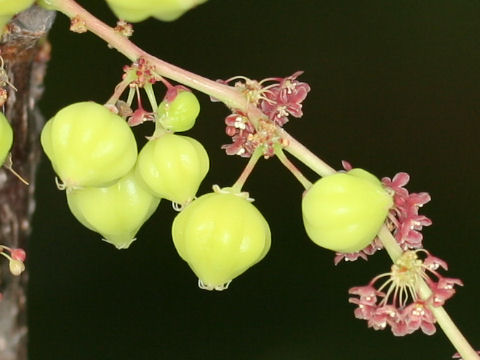 アメダマノキ Phyllanthus Acidus