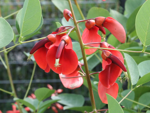 Erythrina crista-galli