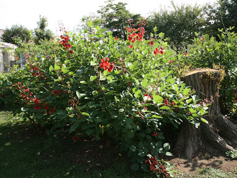Erythrina crista-galli
