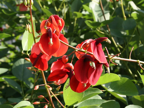 Erythrina crista-galli