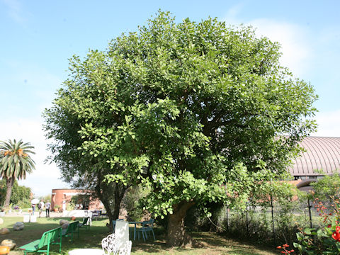 Erythrina crista-galli