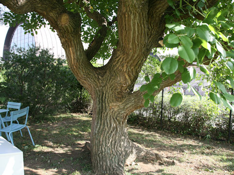 Erythrina crista-galli