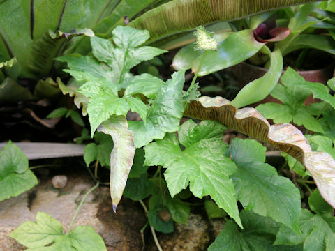 Dorstenia contrajerva