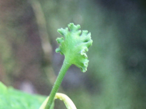 Dorstenia contrajerva