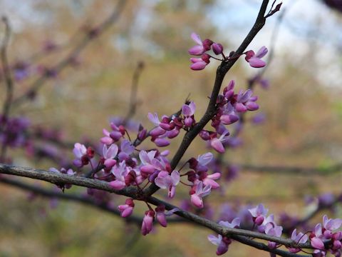 Cercis canadensis cv. Forest Pansy