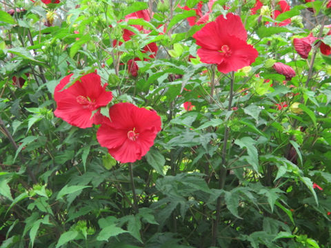 Hibiscus moscheutos