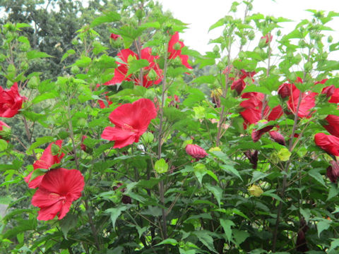 Hibiscus moscheutos